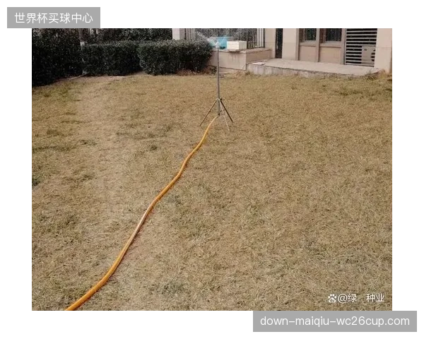 盲目引进的北欧冷季型草皮正在被南方的高温高湿环境迅速摧毁